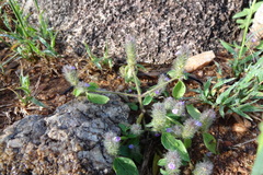 Justicia japonica
